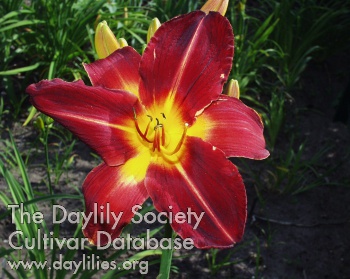 Daylily From Heart to Heart